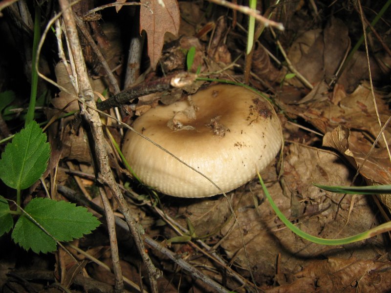 Ancora da Le Piastre (PT)